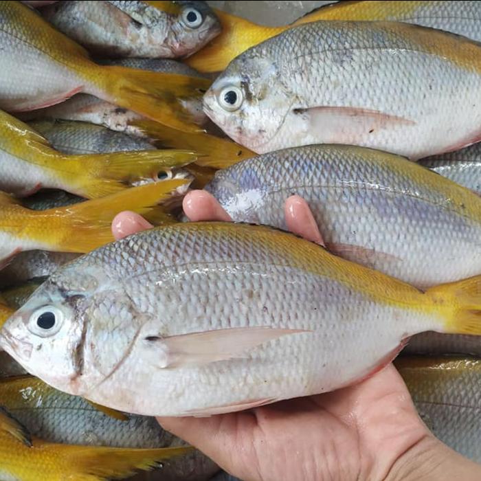 Gambar Ikan Ekor Kuning Segar 1Kg Ikan Ekor Kuning Utuh dari Segar Laut Asia undefined Tokopedia
