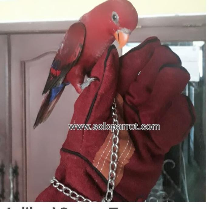 Gambar Sarung tangan burung Parrot Liar Nuri Afgrey Kakatua Macau dari Olaf Pine undefined Tokopedia