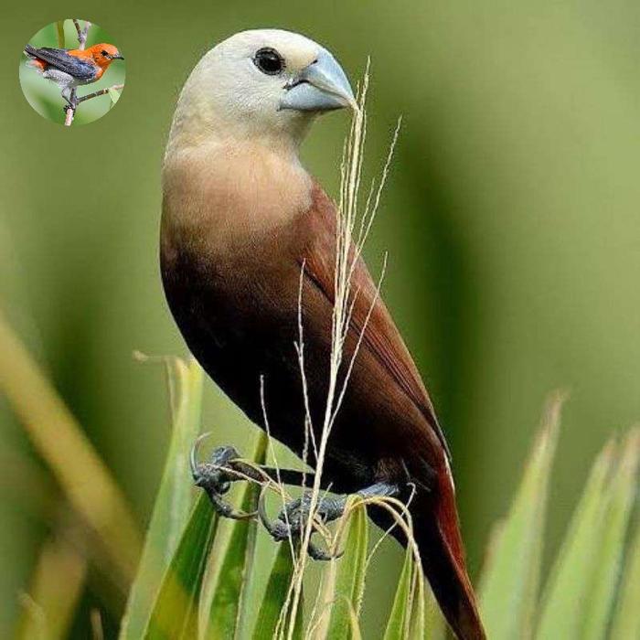 Gambar burung emprit haji/kepala putih - sepasang dari antosaprudin undefined Tokopedia