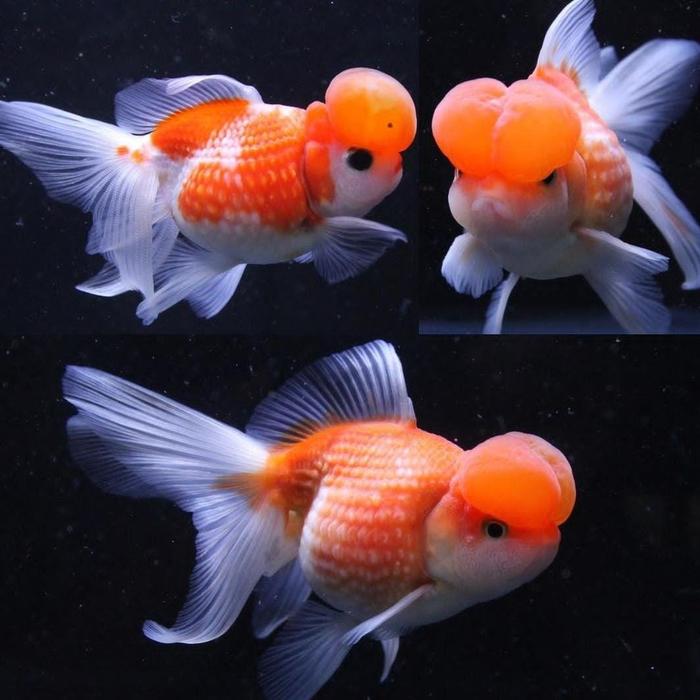 Gambar Ikan Mas Koki Mutiara Jambul Grade High Quality dari Nizam FishAquatic undefined Tokopedia
