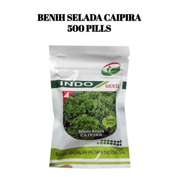 Gambar Benih Bibit Selada Caipira Batavia Lettuce Biji Indo Seed Hidroponik - 500 Pills dari BB Seed undefined Tokopedia