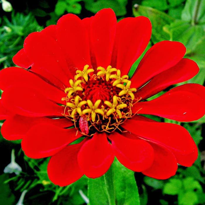 Gambar Tanaman Bunga Zinia Anggun / Zinnia Elegans / Bunga Kertas Zinia / Kembang Ratna - Merah dari Rocketfield Plantary undefined Tokopedia