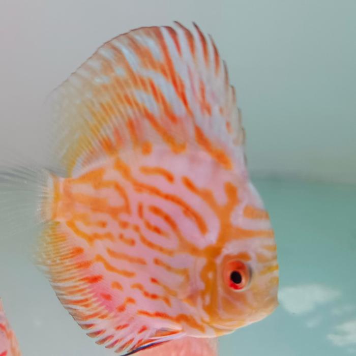 Gambar ikan discus pigeon 2.5 inch 3 inch 3.5 inch / ikan Diskus pigeon - 3.5 inch A dari Happy Kid store undefined Tokopedia