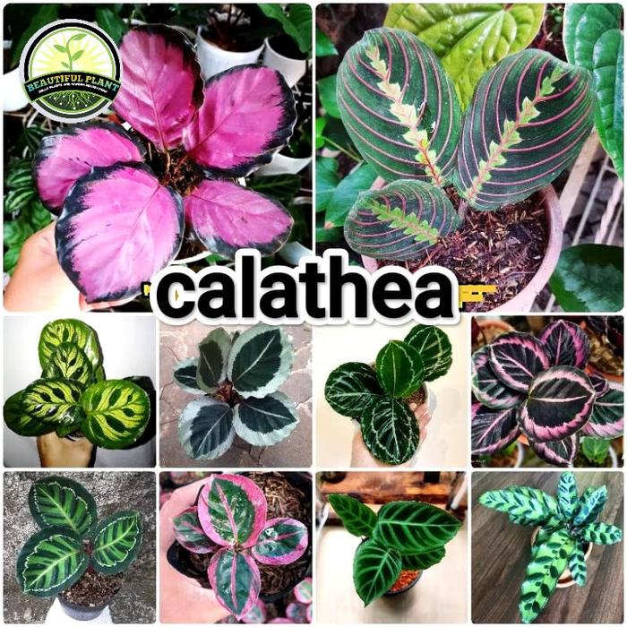 calathea bilder Calathea lancifolia  Adplants