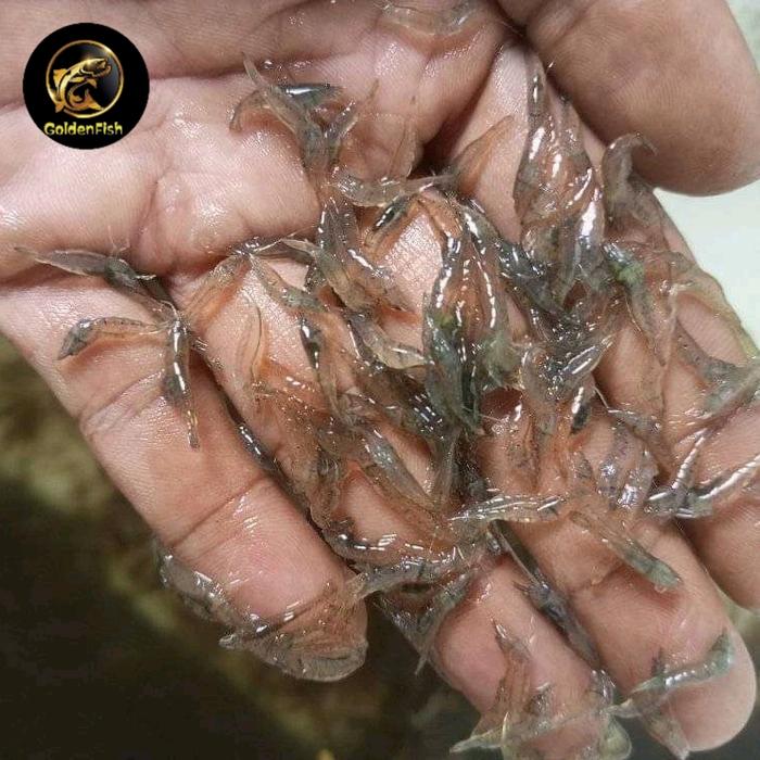 Gambar udang hidup pakan ikan hias dari GoldenFish55 undefined Tokopedia