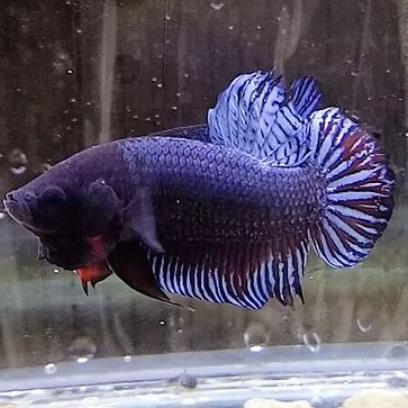 Gambar Ikan Cupang Aduan MDS Medan Super Original Rawatan Berkuliatas Siap Tempur dari Riskybettashop undefined Tokopedia