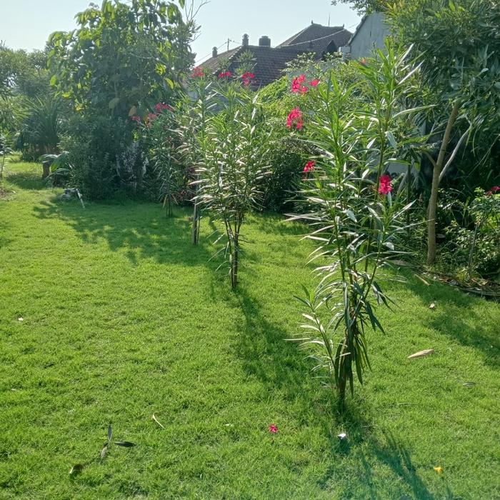 Gambar Terima pembuatan taman .jual rumput jepang & rumput mutiara & tanaman dari Alami Garden undefined Tokopedia