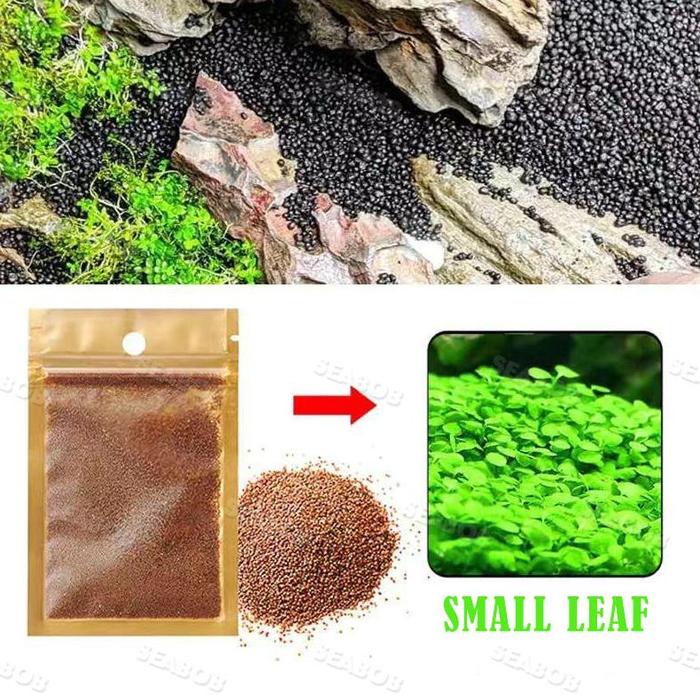 Gambar Seabob Bibit Rumput Air Dekorasi Aquarium Landscape Ornament 5G - small leaf dari tokomacu422 undefined Tokopedia