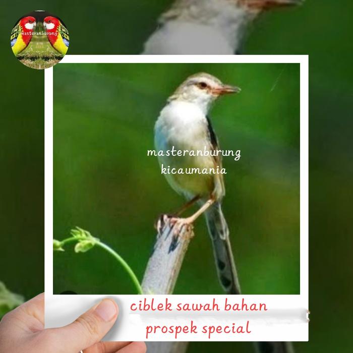Gambar burung ciblek sawah bahan prospek super special dari masteranburung_kicaumania undefined Tokopedia
