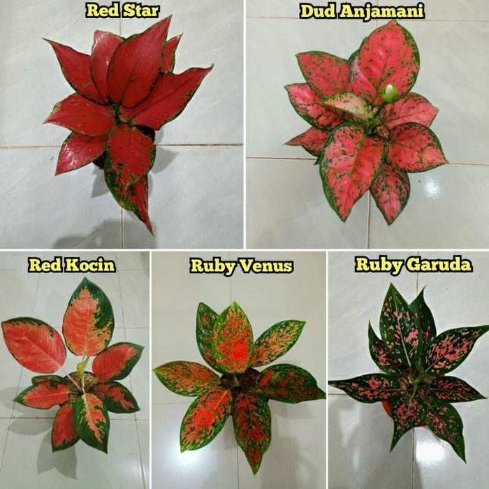 Gambar PUSAT_ALAM paket tanaman aglonema aneka jenis tanaman bunga hias aglaonema - Paket A, Daun 5-8 dari PUSAT ALAM undefined Tokopedia