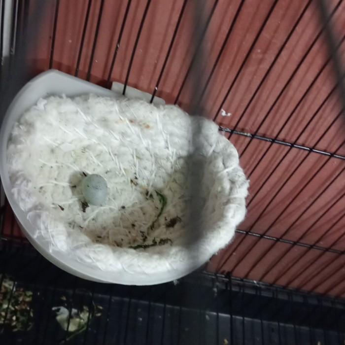 Gambar sarang kenari dari sumbu kompor tanpa kemasan dari SLNcanary undefined Tokopedia