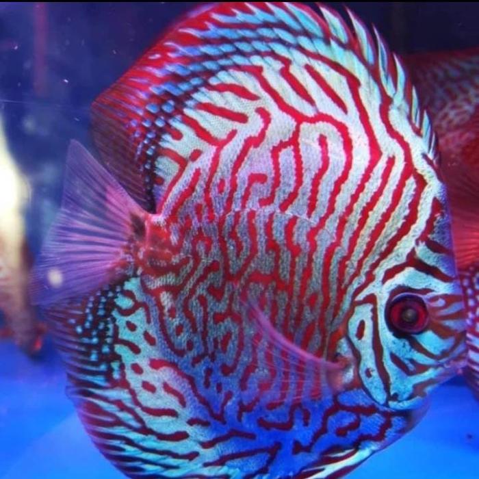 Gambar DISCUS TIGER 1INCH/ikan discus air tawar - 1cm, tidak garansi dari discus guppy undefined Tokopedia