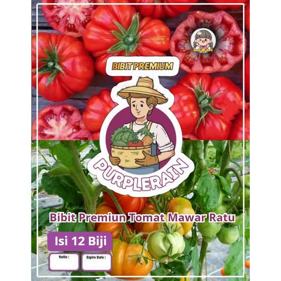 Gambar Bibit Premium Tomat Mawar Ratu | Benih Tomat Mawar Ranti | Bibit Tomat Ranti dari Purplerain75 undefined Tokopedia