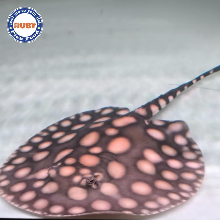 Gambar IKAN PARI BLACK DIAMOND GOOD PATTERN / PARI AIR TAWAR dari RUBYFISHFOOD undefined Tokopedia