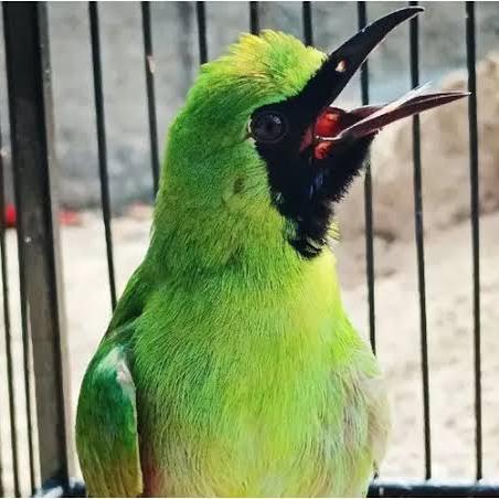 Gambar Cucak ijo kalimantan bodi ramping ekor bondol dokor dari Nurbird undefined Tokopedia