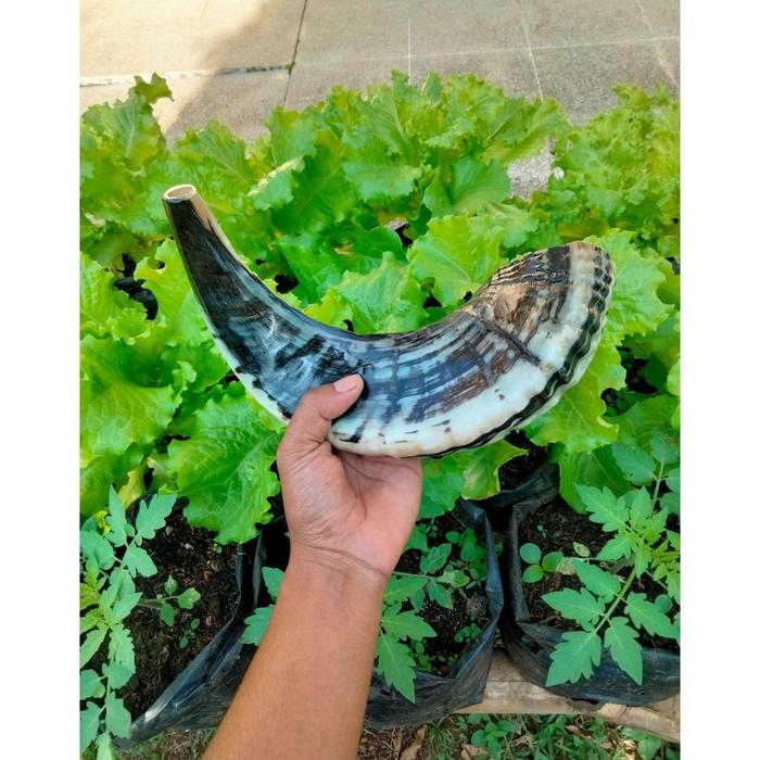 Gambar TERLARIS Tanduk domba Garut asli SHOFAR easy blow || good song ||KERAJINAN shofar bahan trompet Berkualitas dari ningrat68 undefined Tokopedia