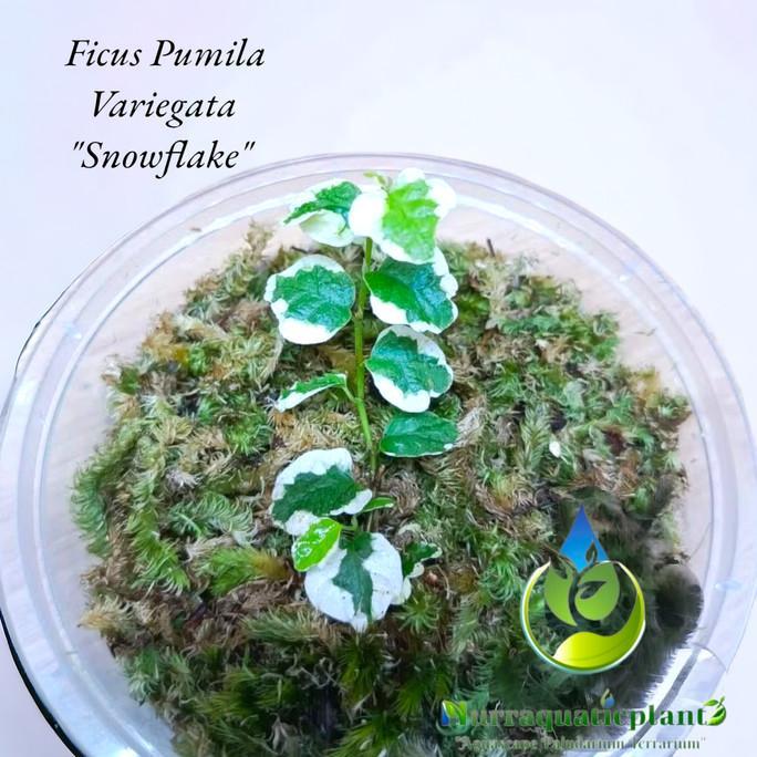 Gambar Tersedia Paket Tanaman Ficus Pumila Quercifolia/Variegata Snowflake-Paludarium - Snowflake dari Toko Artyks undefined Tokopedia