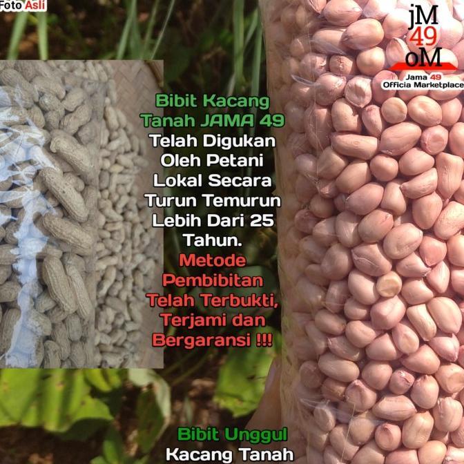Gambar Tersedia Bibit Kacang Tanah Unggul 1Kg & 500Gr Benih Super Termurah Bergaransi - 1 KG, Belum Kupas dari Toko Artyks undefined Tokopedia