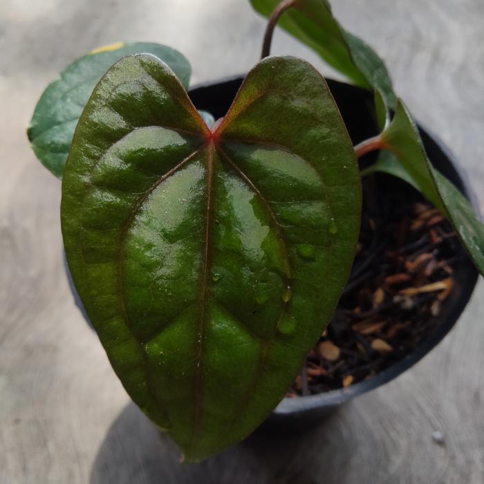 Jual Anthurium Red Vein Dark Phoenix (RVDP) - Kota Batu