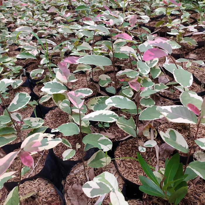 Gambar tanaman hias outdoor pretty pink - pohon retiping dari beautifull plant undefined Tokopedia