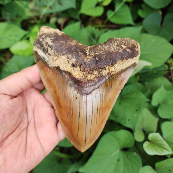 Gambar natural fosil gigi hiu megalodon big size best collection dari Gemstone Everyday undefined Tokopedia