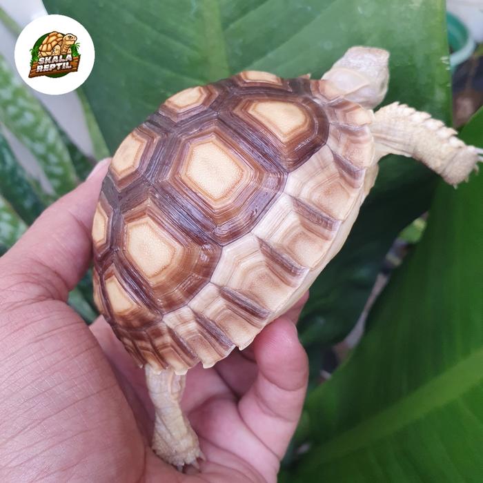 Gambar Kura Darat Sulcata 10-11cm dari Skala Reptil undefined Tokopedia