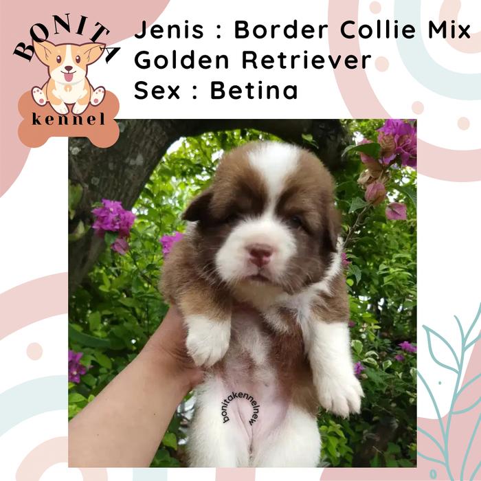Golden Retriever Blue Collie Puppies For Sale Leonberger Exclusive