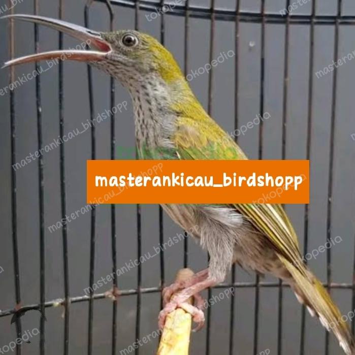 Gambar burung pijantung gunung super gacor mewah dari masterankicaubirdshopp undefined Tokopedia