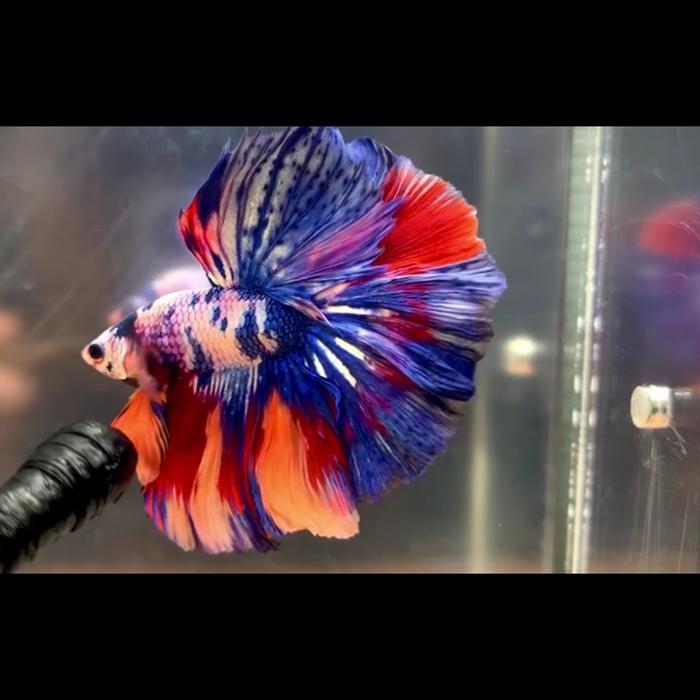 Gambar ikan cupang giant fullmoon halfmoon super multicolor ori import thailand dari bettalimalima undefined Tokopedia