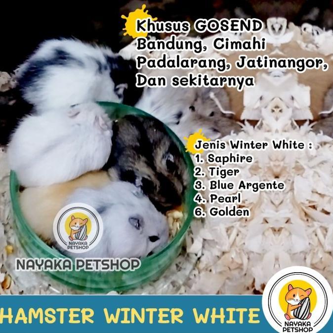 Gambar Hamster Winter White Safir Tiger Blue Argente Pearl Golden WW Anakan - Tiger, Jantan dari Pethouse_ undefined Tokopedia