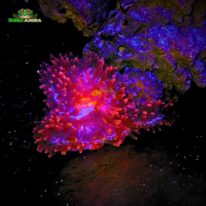 Gambar Anemon bubble tip - Entacmaea quadricolor - Merah, S dari Dunia Anura 99 undefined Tokopedia