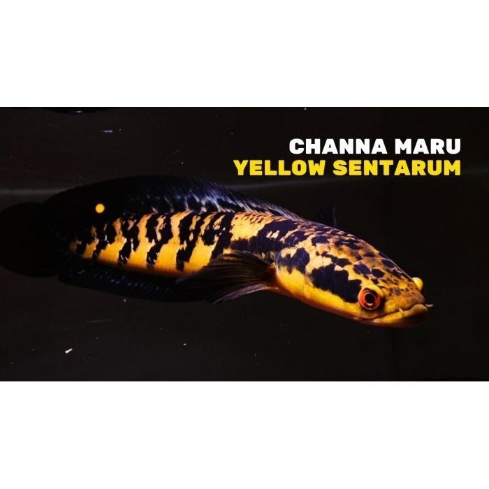 Gambar Paket Reseller Chana Yellow Sentarum 100 Ekor | chana ys cana maru - 3-4 dari My Aquatic Farm undefined Tokopedia