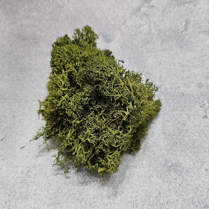 Gambar preserved moss / dried moss 10gr - white, 50 gram dari fleur jardin undefined 3 Tokopedia