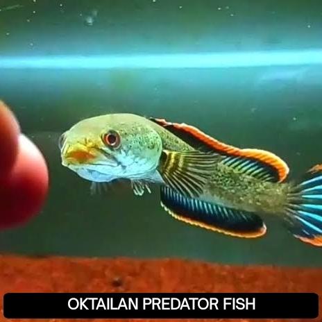 Gambar Channa limbata cb rim tebal cocok untuk pemula dari OKTAILAN PREDATOR undefined Tokopedia