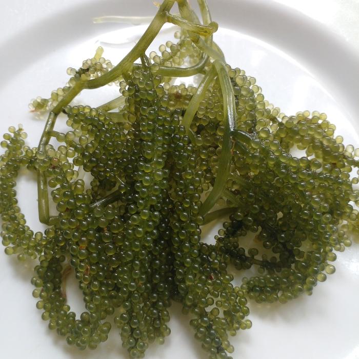 Gambar Anggur Laut / Sea Grapes / Green Caviar dari NyuwunSewu undefined Tokopedia