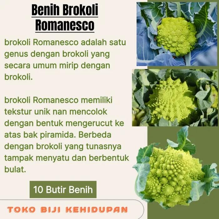 Gambar 10 BUTIR BIJI BENIH TANAMAN BROKOLI ROMANESCO dari Toko Benih kehidupan undefined Tokopedia