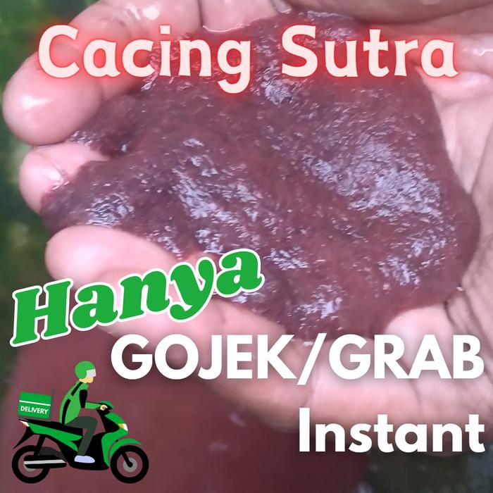 Jual Cacing Sutra Casut Hidup Segar Pakan Ikan per takar kering 50 ml
