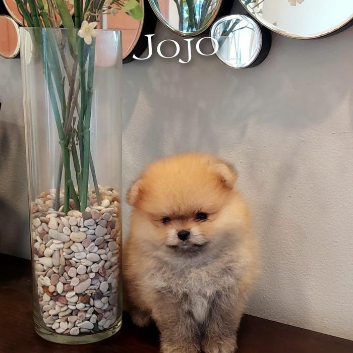 Jual Superminipom stambum Kota Administrasi Jakarta Selatan