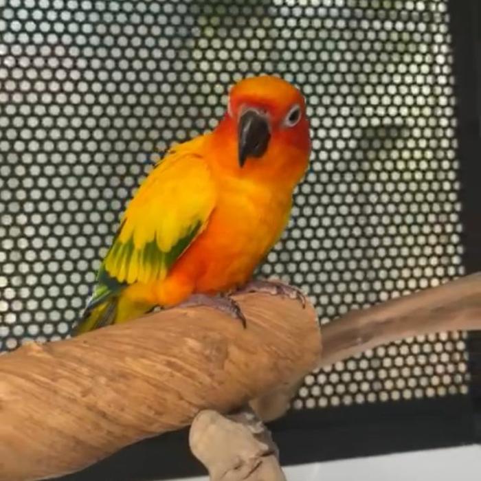 Gambar sun conure dna jantan dari Abirdparrot undefined Tokopedia