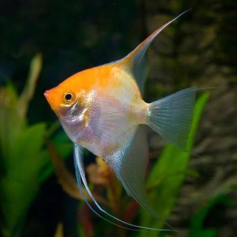 Gambar manfish golden / angel fish golden dari Arsyila Aquatic undefined Tokopedia