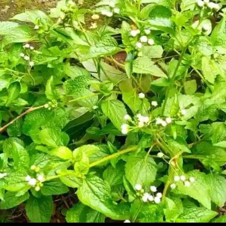 Gambar daun bandotan segar kemasan 1kg kualitas super dari store galeri bibit undefined Tokopedia