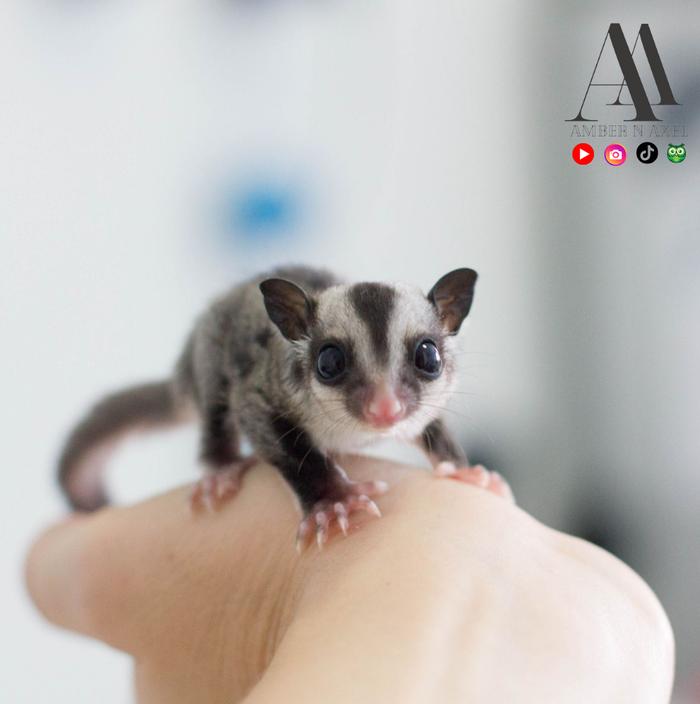 Gambar Sugar Glider Joey Classic Grey 1,5 - 2 Bulan - Jantan dari AmberAxel undefined Tokopedia