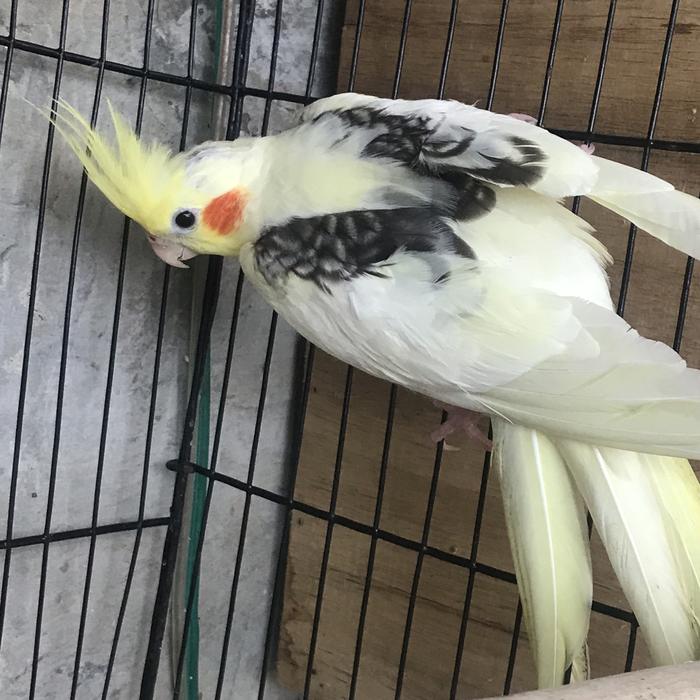 Pied Cockatiel Cocktail White Parrot Heavy Pied Pearl Cockatiel