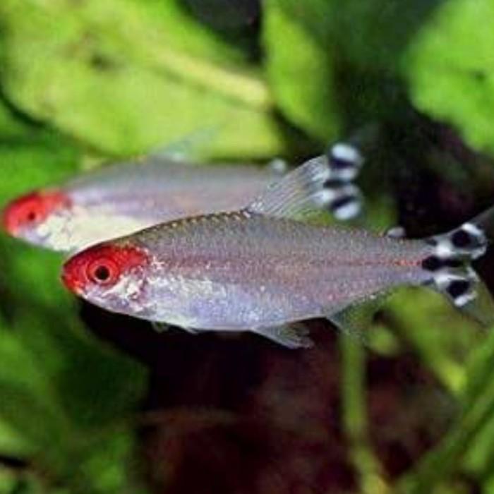 Gambar ikan red nose dari JimmyAquarium3334 undefined Tokopedia