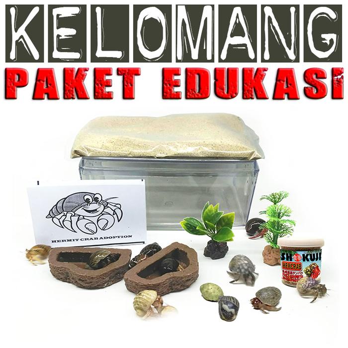 Gambar Mainan edukasi anak paket kelomang umang keong kumang keong Medium dari reptilestore.id undefined Tokopedia