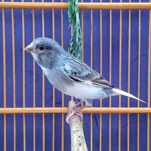 Gambar Kenari Jamin Jantan - Starblue dari Dewa Feed Pet Store undefined Tokopedia