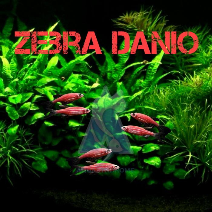 Gambar Ikan Danio Zebra Fish / Ikan Zebra Danio Hiasan Aquascape Berkualitas - Red/Pink Danio dari Kiddies World undefined Tokopedia
