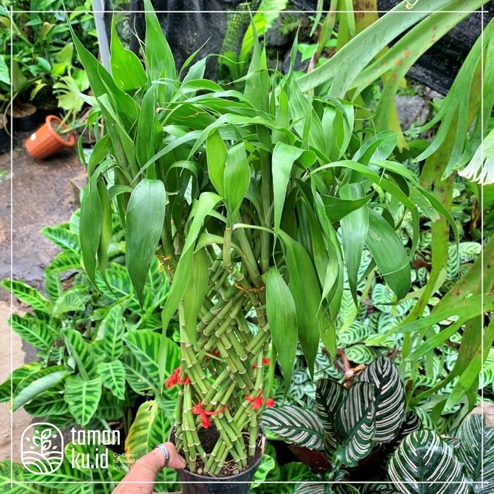 Gambar Bambu hoki bambu Rejeki pohon keberuntungan bambu hoky kelabang - Kecil dari TamankuID undefined Tokopedia