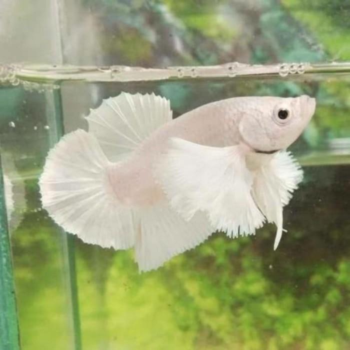 Gambar IKAN CUPANG PLAKAT DUMBO EAR / KUPING GAJAH IMPORT BERKUALITAS - Merah dari King'S Goldfish Aquarium undefined 5 Tokopedia