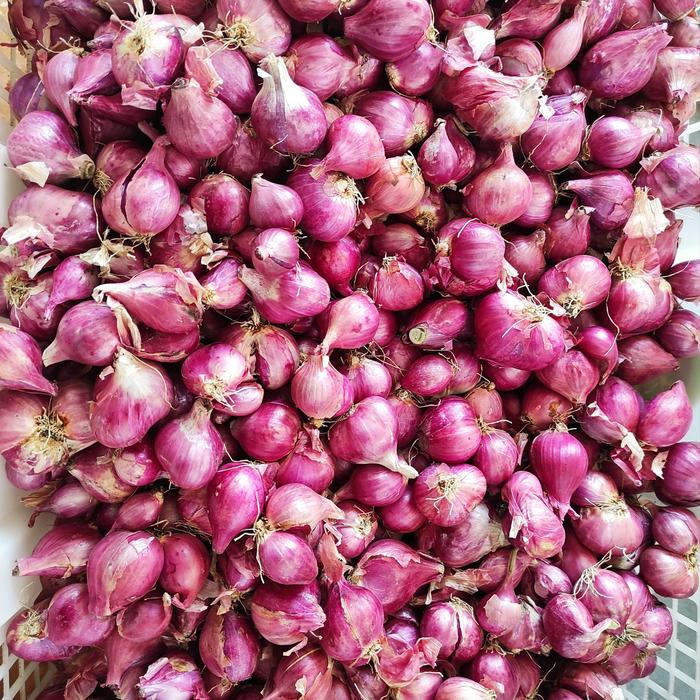 Gambar Brambang Bawang Merah Jawa 1KG dari ALBA FROZEN FOOD undefined Tokopedia